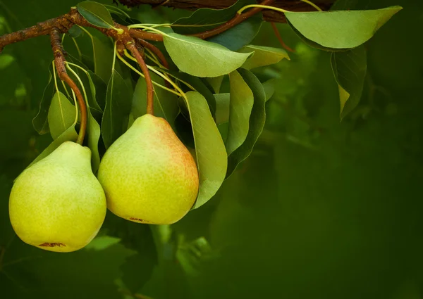 stock image Pears on natural background