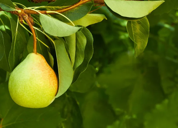 stock image Pear on natural background