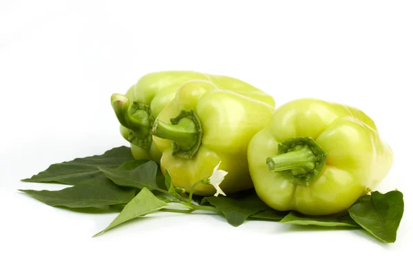 Słodka papryka zielona — Zdjęcie stockowe