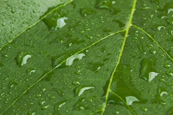 Wine leaf — Stock Photo, Image