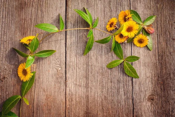 Flores amarillas sobre fondo de madera — Foto de Stock