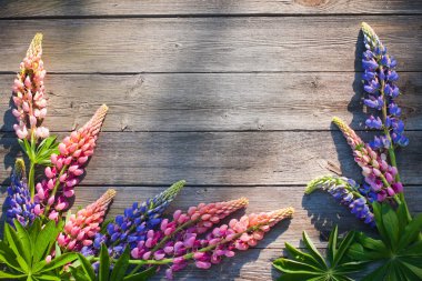 Beautiful lupines on wooden background clipart