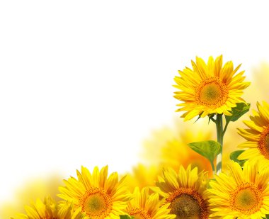 Sunflowers isolated on white clipart