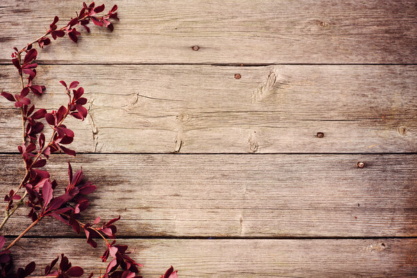 Barberry branch on a wooden background