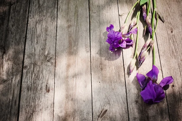 Iris sobre fondo de madera — Foto de Stock