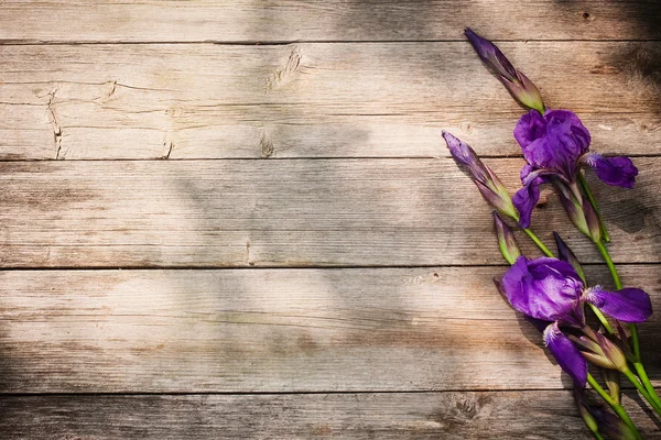 Iris on wooden background — Stock Photo, Image