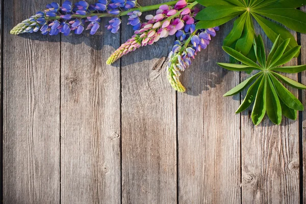 Beautiful lupines on wooden background — Stock Photo, Image