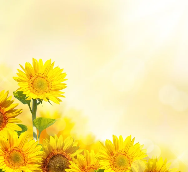 Sonnenblumen isoliert auf weiß — Stockfoto