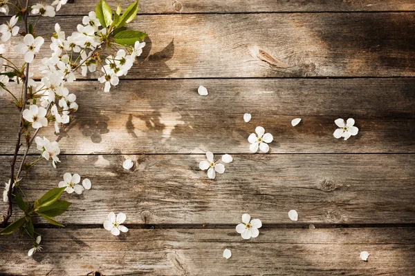 Весенние цветы на деревянном фоне — стоковое фото