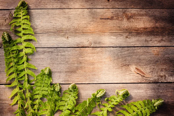 木製の背景にシダの葉 — ストック写真