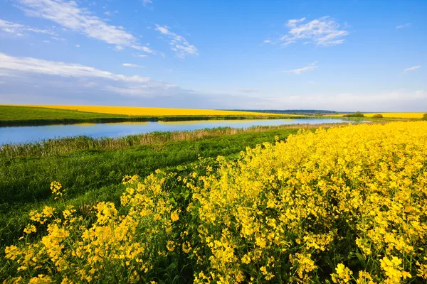 Campo amarillo de colza en flor —  Fotos de Stock