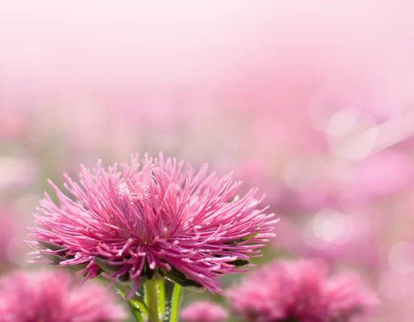 stock image Beautiful pink aster