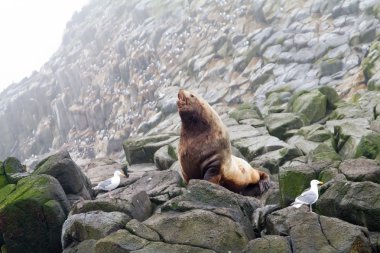 The Northern sea Lion (Steller sea lion). clipart