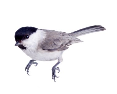 Willow tit clipart