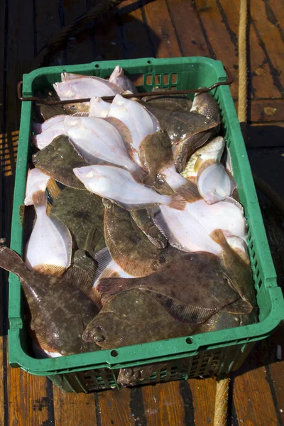Peixe achatado fresco em uma caixa — Fotografia de Stock