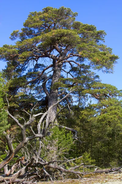 강력한 소나무 — 스톡 사진