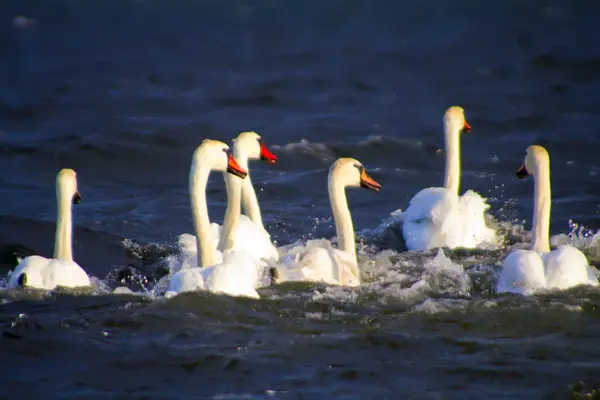Swans flight — Stock Photo, Image