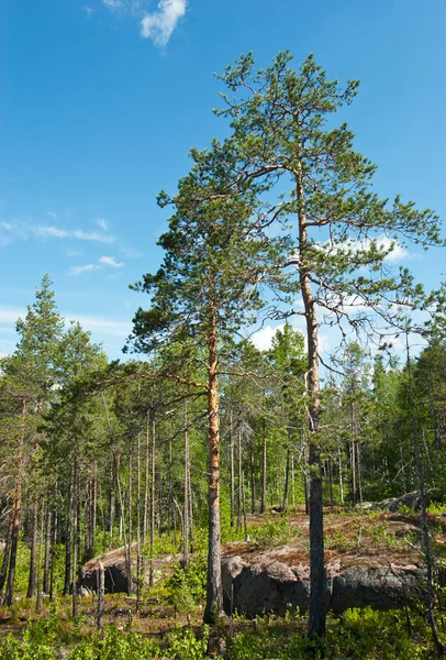 Сосновый лес в гранитной породе Стоковое Фото