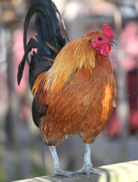 stock image Rooster.