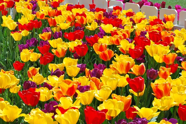 Tulipes. — Photo