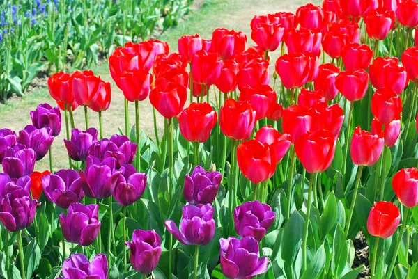 Tulipanes. — Foto de Stock