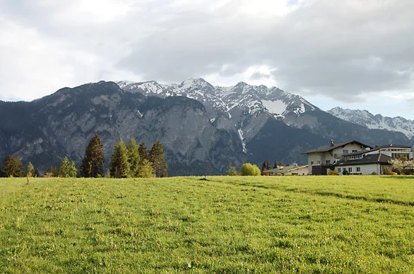 Alpen bloemen veld op bergen achtergrond — Stockfoto