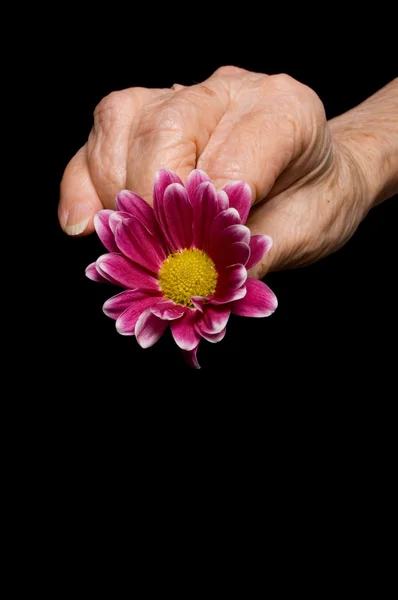 Παλιά τα χέρια με ένα λουλούδι στη μαύρη — Φωτογραφία Αρχείου