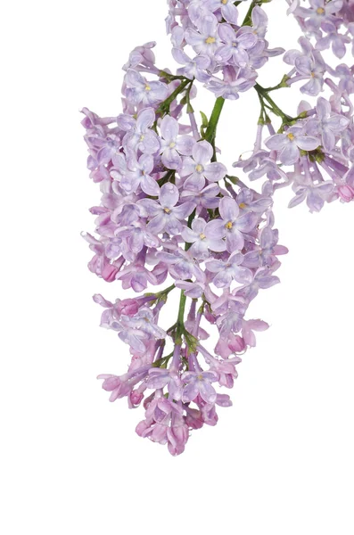 Beautiful lilac isolated on white background — Stock Photo, Image