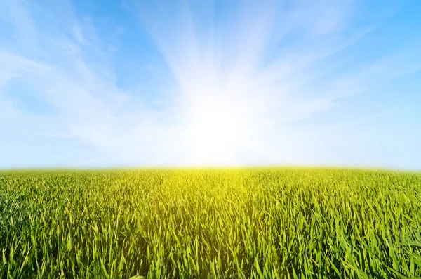 Луг с зеленой травой и голубым небом с облаками — стоковое фото