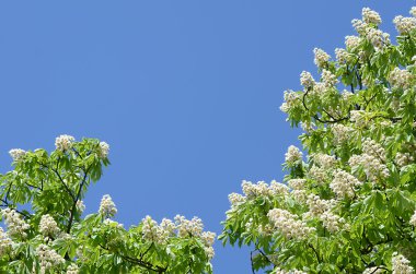 At kestanesinin yaprakları ve çiçekleri (Aesculus hipocastanum)