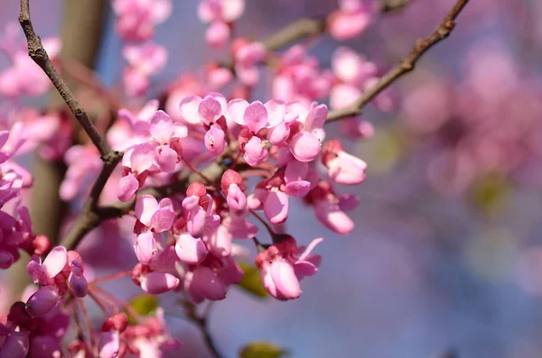 Dreamy image of a delicate pink tree flower in spring — Stock Photo, Image