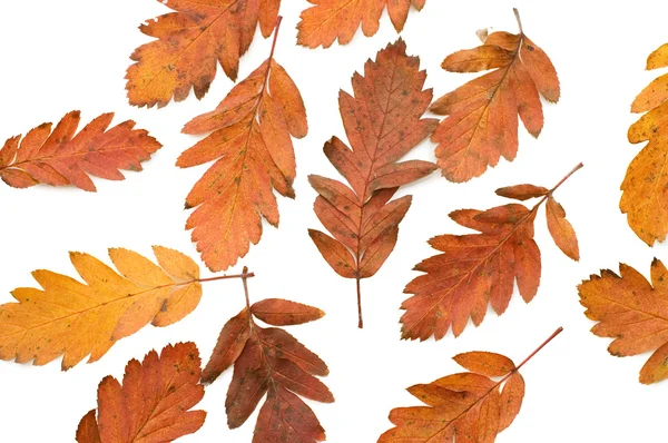 Feuille d'automne isolée sur fond blanc — Photo