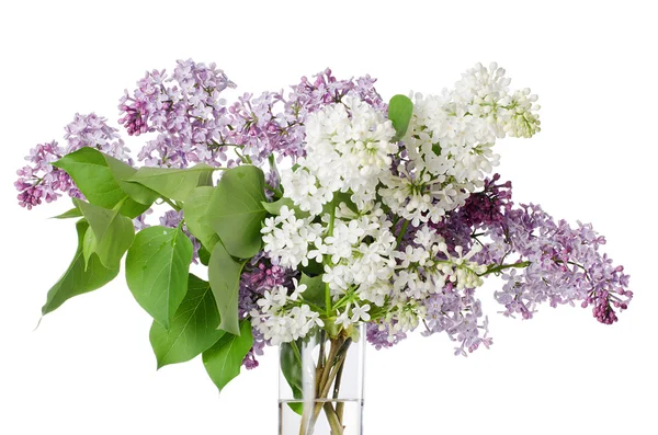 The beautiful lilac isolated on white — Stock Photo, Image