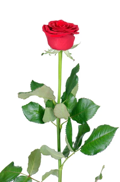 孤立在白色背景上的红玫瑰 — 图库照片