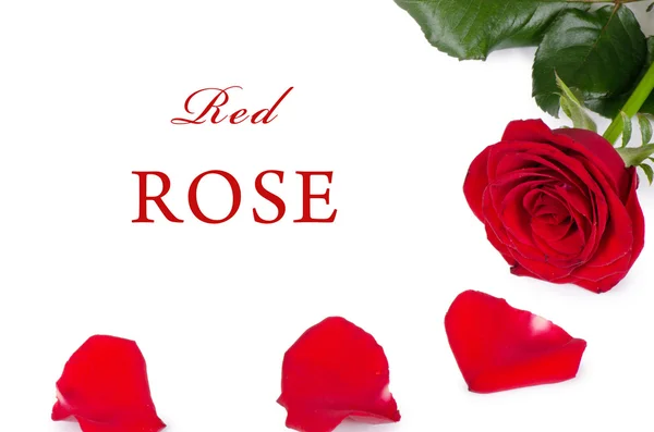 Červené růže, izolované na bílém pozadí — Stock fotografie