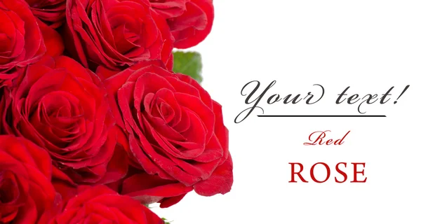 Bukiet czerwonych róż izolowanych na białym tle — Zdjęcie stockowe