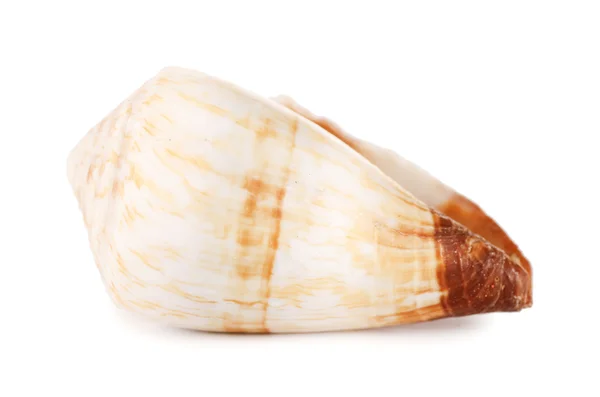 Concha do mar isolado em um branco — Fotografia de Stock