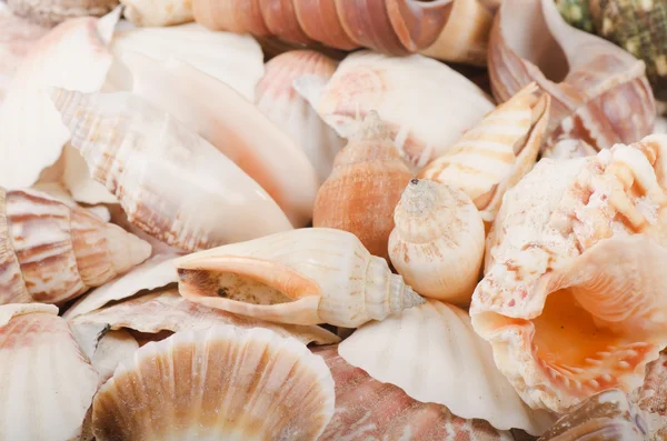 Sea shell as a background — Stock Photo, Image