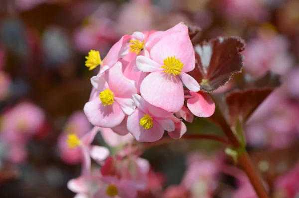 分支与反对粉红色鲜花作为背景 — 图库照片