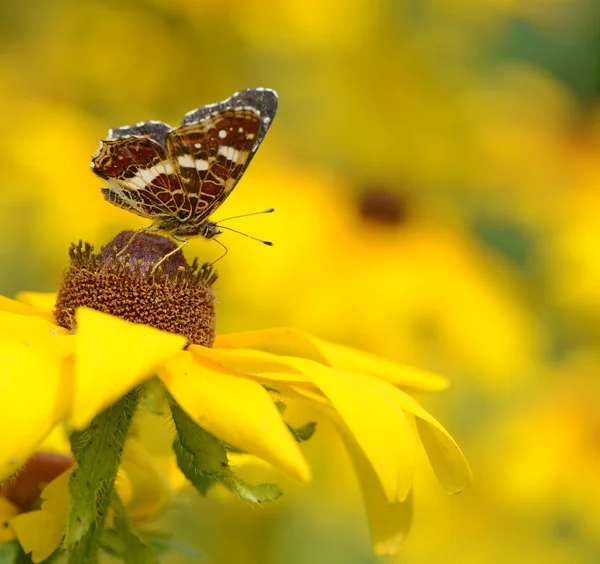 Schmetterling auf einer Kamillenblüte — Stockfoto