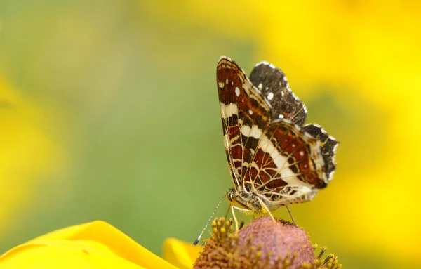 Бабочка на ромашке — стоковое фото