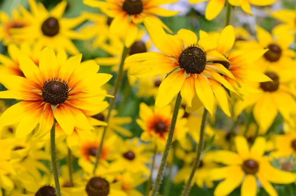 Sunny yellow camomile flowers background — Stock Photo, Image
