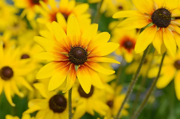 Sunny yellow camomile flowers background — Stock Photo, Image