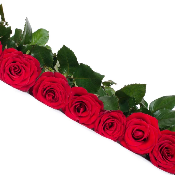 Ramo de rosas rojas aisladas sobre fondo blanco — Foto de Stock