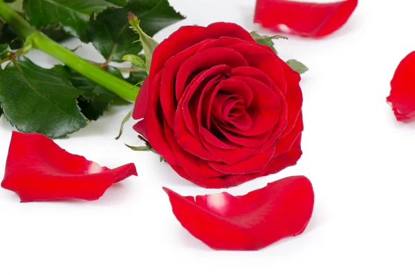 白い背景で隔離赤いバラ — ストック写真