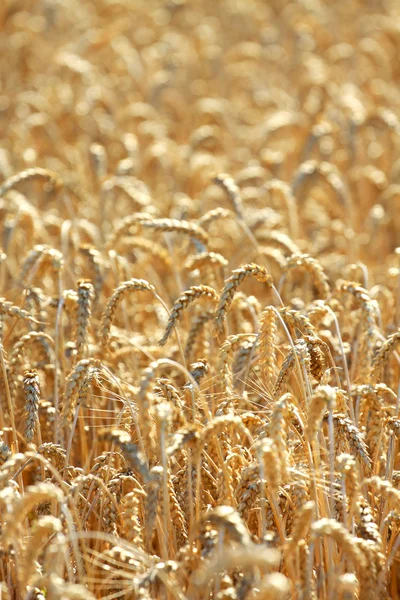 Sarı tahıl — Stok fotoğraf