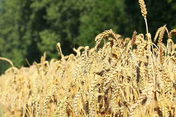 Sarı tahıl — Stok fotoğraf