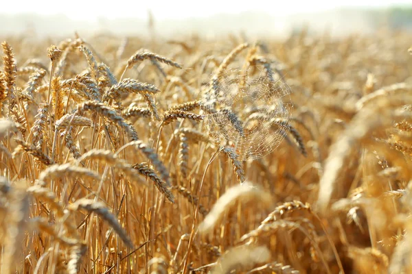 Паутина на пшеничном конусе — стоковое фото