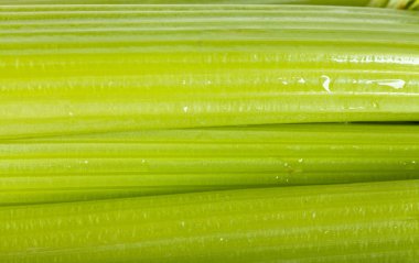 Celery clipart