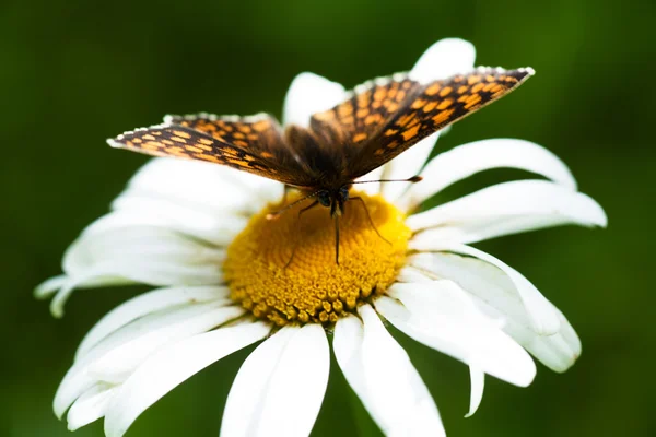 Papillon sur une camomille — Photo